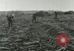 Image of Hawaiian workers Hawaii USA, 1937, second 51 stock footage video 65675022652