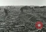 Image of Hawaiian workers Hawaii USA, 1937, second 52 stock footage video 65675022652