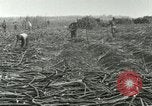 Image of Hawaiian workers Hawaii USA, 1937, second 53 stock footage video 65675022652