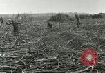Image of Hawaiian workers Hawaii USA, 1937, second 54 stock footage video 65675022652