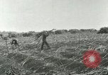 Image of Hawaiian workers Hawaii USA, 1937, second 55 stock footage video 65675022652