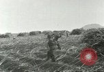 Image of Hawaiian workers Hawaii USA, 1937, second 57 stock footage video 65675022652