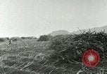 Image of Hawaiian workers Hawaii USA, 1937, second 60 stock footage video 65675022652