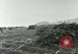 Image of Hawaiian workers Hawaii USA, 1937, second 62 stock footage video 65675022652