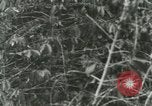Image of mist covered mountains Hawaii USA, 1937, second 32 stock footage video 65675022654