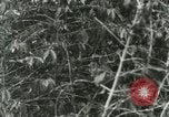 Image of mist covered mountains Hawaii USA, 1937, second 33 stock footage video 65675022654