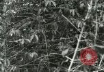Image of mist covered mountains Hawaii USA, 1937, second 34 stock footage video 65675022654