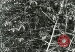 Image of mist covered mountains Hawaii USA, 1937, second 35 stock footage video 65675022654