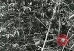Image of mist covered mountains Hawaii USA, 1937, second 40 stock footage video 65675022654