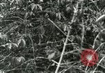 Image of mist covered mountains Hawaii USA, 1937, second 41 stock footage video 65675022654