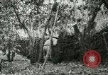Image of mist covered mountains Hawaii USA, 1937, second 57 stock footage video 65675022654