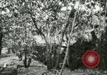 Image of mist covered mountains Hawaii USA, 1937, second 60 stock footage video 65675022654