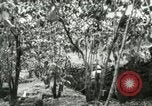 Image of mist covered mountains Hawaii USA, 1937, second 62 stock footage video 65675022654