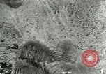 Image of Makaopuhi volcano Hawaii USA, 1928, second 26 stock footage video 65675022677