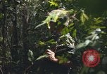 Standbild Army Airborne Operation in Vietnam Krieg Vietnam, 1965, aus Sekunde 52 historischem Filmmaterial Videoclip 65675022707