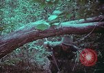 Image of 1st Battalion of 173rd Airborne Brigade Vietnam, 1965, second 56 stock footage video 65675022715