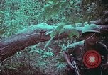 Image of 1st Battalion of 173rd Airborne Brigade Vietnam, 1965, second 57 stock footage video 65675022715