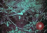 Image of 1st Battalion of 173rd Airborne Brigade Vietnam, 1965, second 60 stock footage video 65675022715