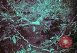 Image of 1st Battalion of 173rd Airborne Brigade Vietnam, 1965, second 62 stock footage video 65675022715