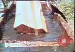 Image of Birch tree Canoe United States USA, 1975, second 31 stock footage video 65675022754