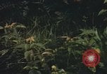 Image of 25th Infantry Division soldiers Vietnam Cu Chi, 1967, second 17 stock footage video 65675022780