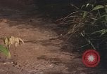 Image of 25th Infantry Division soldiers Vietnam Cu Chi, 1967, second 19 stock footage video 65675022780