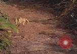 Image of 25th Infantry Division soldiers Vietnam Cu Chi, 1967, second 20 stock footage video 65675022780