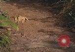 Image of 25th Infantry Division soldiers Vietnam Cu Chi, 1967, second 21 stock footage video 65675022780