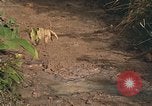 Image of 25th Infantry Division soldiers Vietnam Cu Chi, 1967, second 22 stock footage video 65675022780