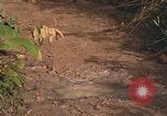 Image of 25th Infantry Division soldiers Vietnam Cu Chi, 1967, second 23 stock footage video 65675022780