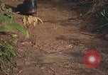 Image of 25th Infantry Division soldiers Vietnam Cu Chi, 1967, second 29 stock footage video 65675022780