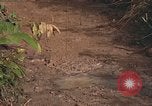 Image of 25th Infantry Division soldiers Vietnam Cu Chi, 1967, second 30 stock footage video 65675022780
