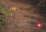 Image of 25th Infantry Division soldiers Vietnam Cu Chi, 1967, second 31 stock footage video 65675022780