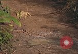 Image of 25th Infantry Division soldiers Vietnam Cu Chi, 1967, second 33 stock footage video 65675022780