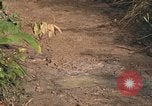 Image of 25th Infantry Division soldiers Vietnam Cu Chi, 1967, second 34 stock footage video 65675022780