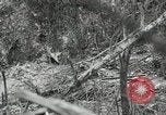 Image of 1st Marine Division Peleliu Palau Islands, 1944, second 57 stock footage video 65675022845
