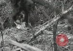 Image of 1st Marine Division Peleliu Palau Islands, 1944, second 62 stock footage video 65675022845