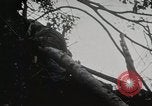 Image of 1st Marine Division Peleliu Palau Islands, 1944, second 19 stock footage video 65675022846
