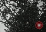 Image of 1st Marine Division Peleliu Palau Islands, 1944, second 32 stock footage video 65675022846