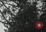 Image of 1st Marine Division Peleliu Palau Islands, 1944, second 33 stock footage video 65675022846