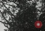 Image of 1st Marine Division Peleliu Palau Islands, 1944, second 34 stock footage video 65675022846