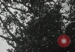 Image of 1st Marine Division Peleliu Palau Islands, 1944, second 35 stock footage video 65675022846