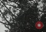 Image of 1st Marine Division Peleliu Palau Islands, 1944, second 36 stock footage video 65675022846