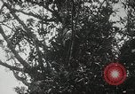 Image of 1st Marine Division Peleliu Palau Islands, 1944, second 37 stock footage video 65675022846