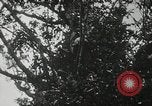 Image of 1st Marine Division Peleliu Palau Islands, 1944, second 38 stock footage video 65675022846