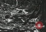 Image of 1st Marine Division Peleliu Palau Islands, 1944, second 32 stock footage video 65675022847