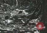 Image of 1st Marine Division Peleliu Palau Islands, 1944, second 33 stock footage video 65675022847