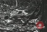 Image of 1st Marine Division Peleliu Palau Islands, 1944, second 34 stock footage video 65675022847