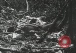 Image of 1st Marine Division Peleliu Palau Islands, 1944, second 36 stock footage video 65675022847