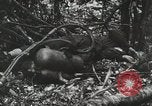Image of 1st Marine Division Peleliu Palau Islands, 1944, second 39 stock footage video 65675022847